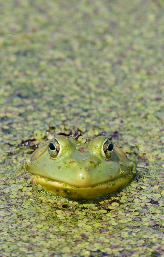 Canada, Boucherville Green frog in duckweed art print by Gilles Delisle for $57.95 CAD